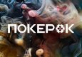 В PokerOK стартовал браслетный турнир с гарантией $1,000,000 PLOSSUS